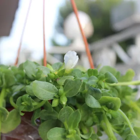 Dimora Girolamo 3* Polignano a Mare